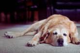 Un vieux chien fatigué